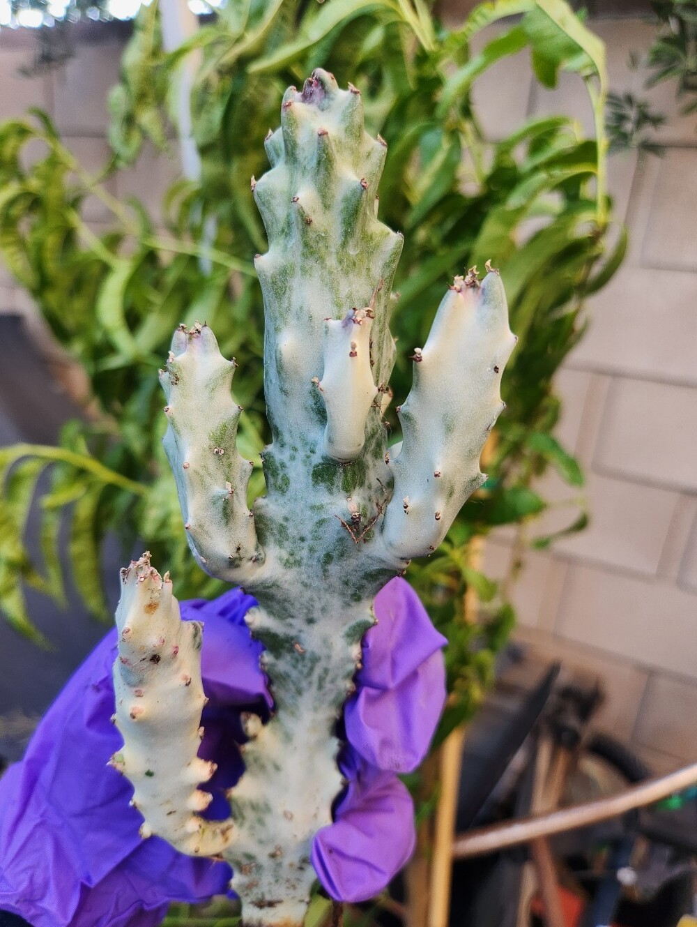 RARE 10" Euphorbia Lactea Ghost Variegated Dragon Bones With multiple arms - Picture 7 of 14